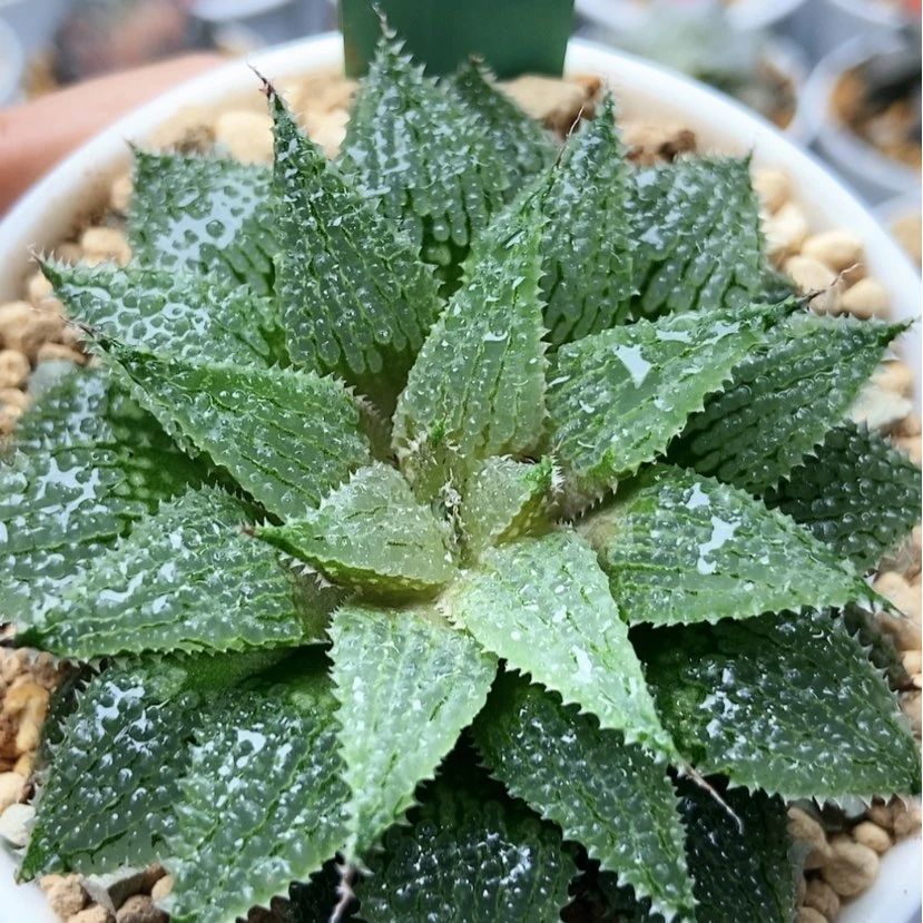 【闪购商品】莫瑞莎32