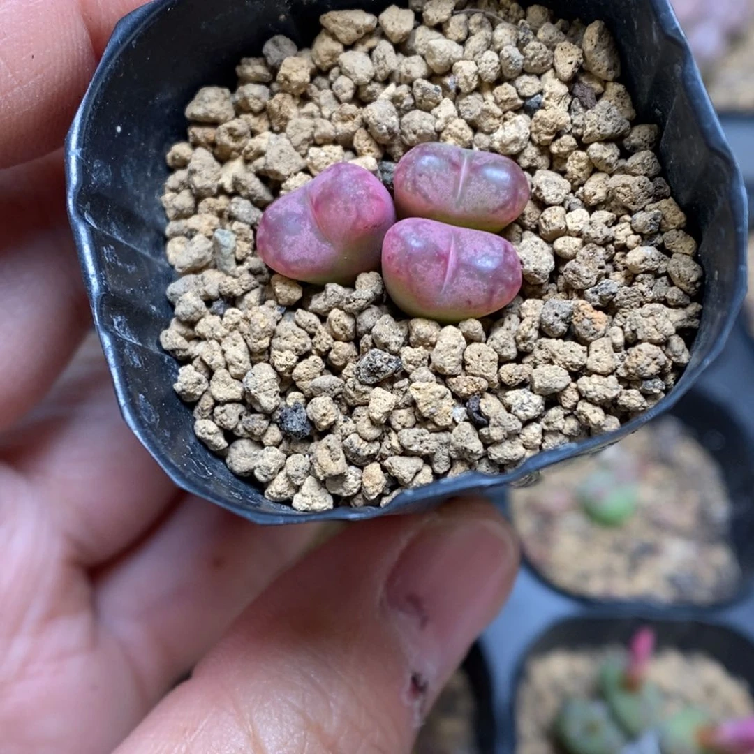 多肉植物肉锥杂交K-3749