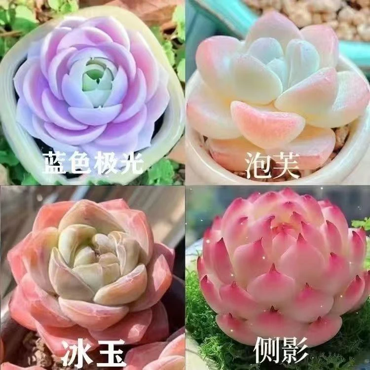 随机一棵多肉植物【随订单发货】