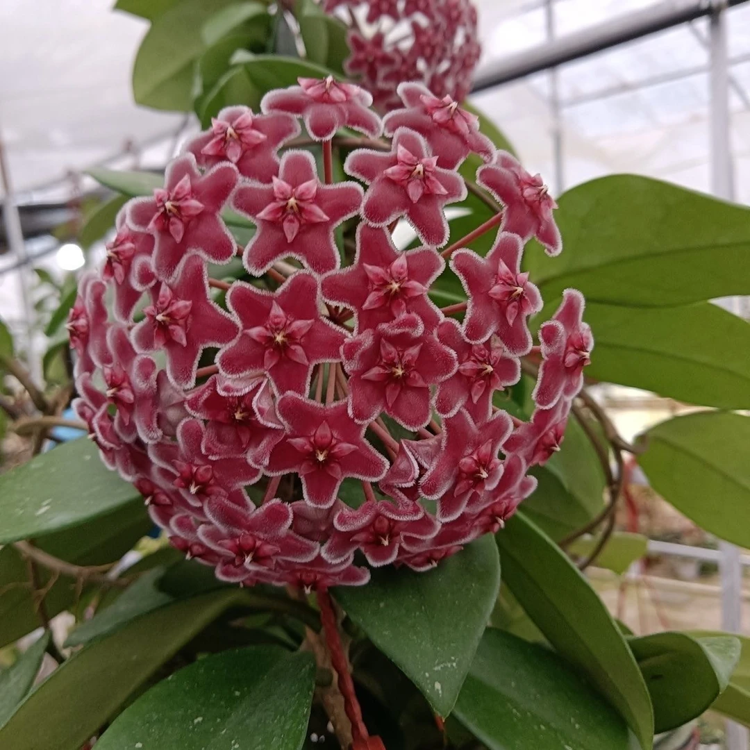 绿叶红球兰花盆栽大苗室内爬藤绿植四季开花常绿家养花卉植物