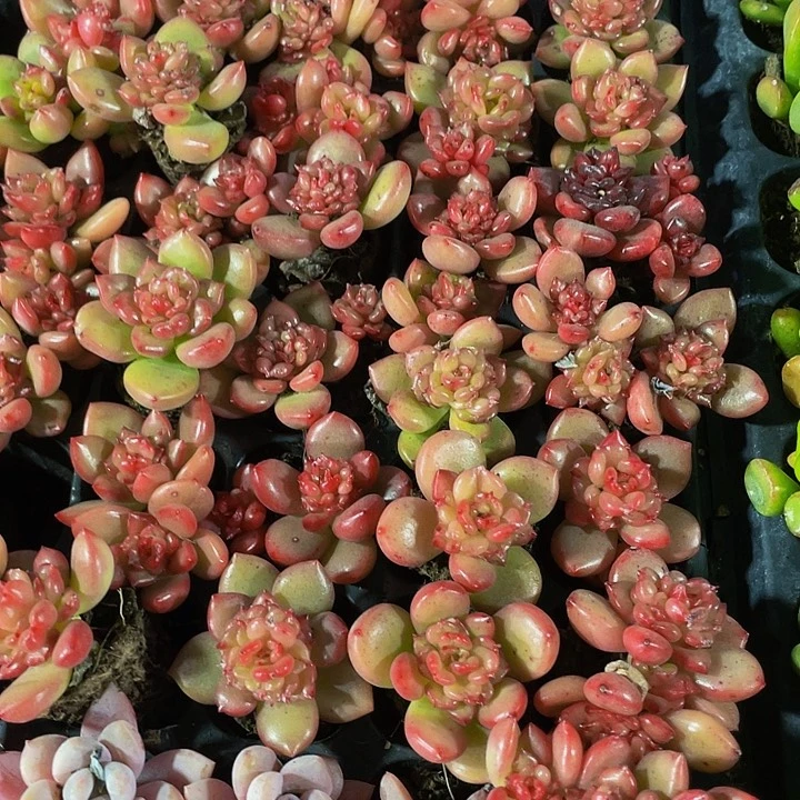 小苹果花1元带土发