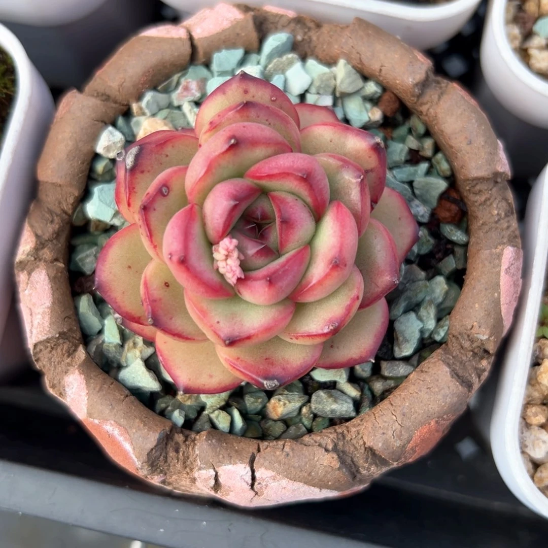 万宝龙（满38包邮）多肉