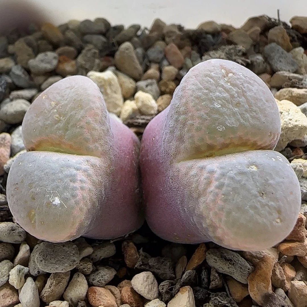 11-20-6-5当天满38包邮紫体翻窗1.9cm脱土