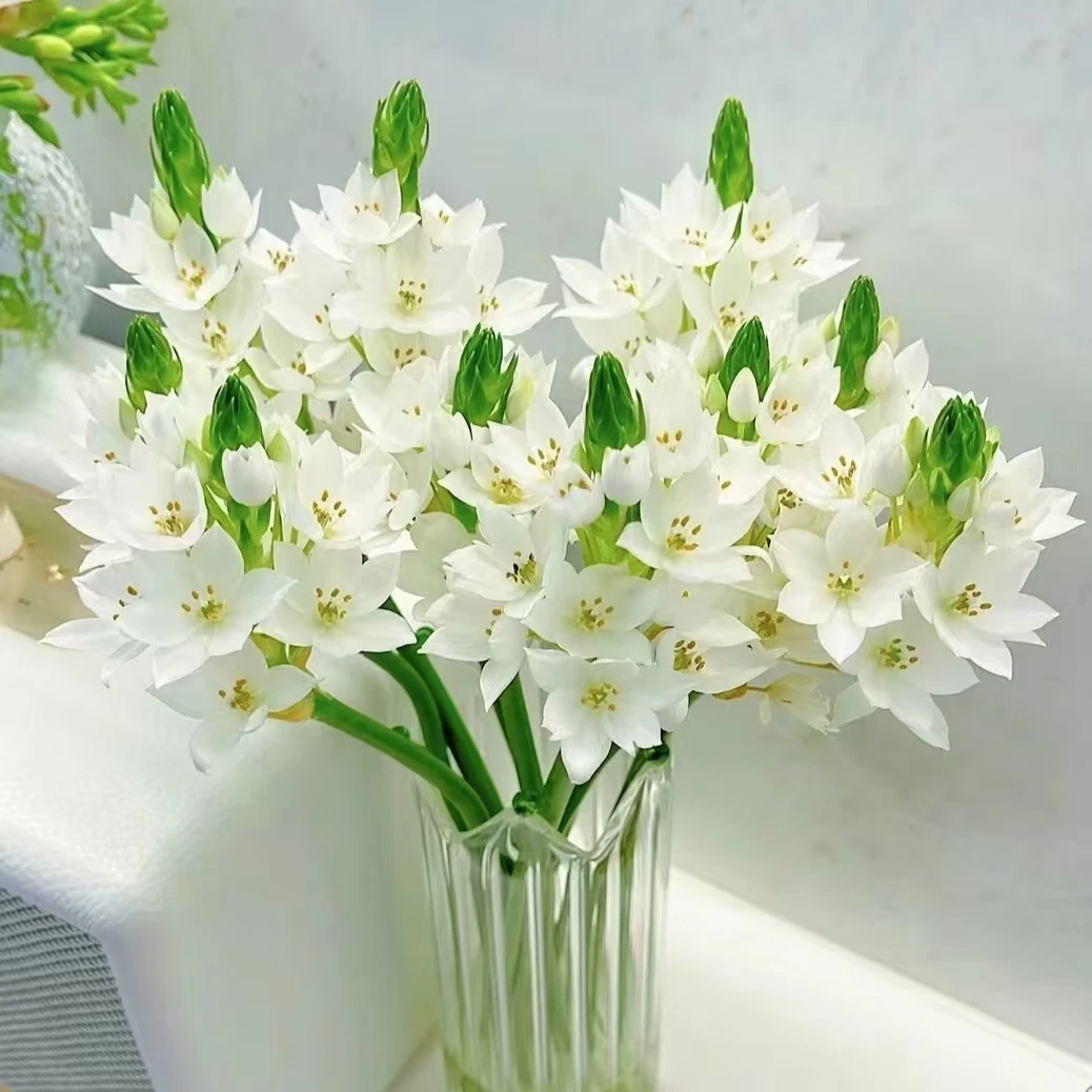 雀梅好养水生花东北鲜花基地顺丰包邮品质保证小清新系列