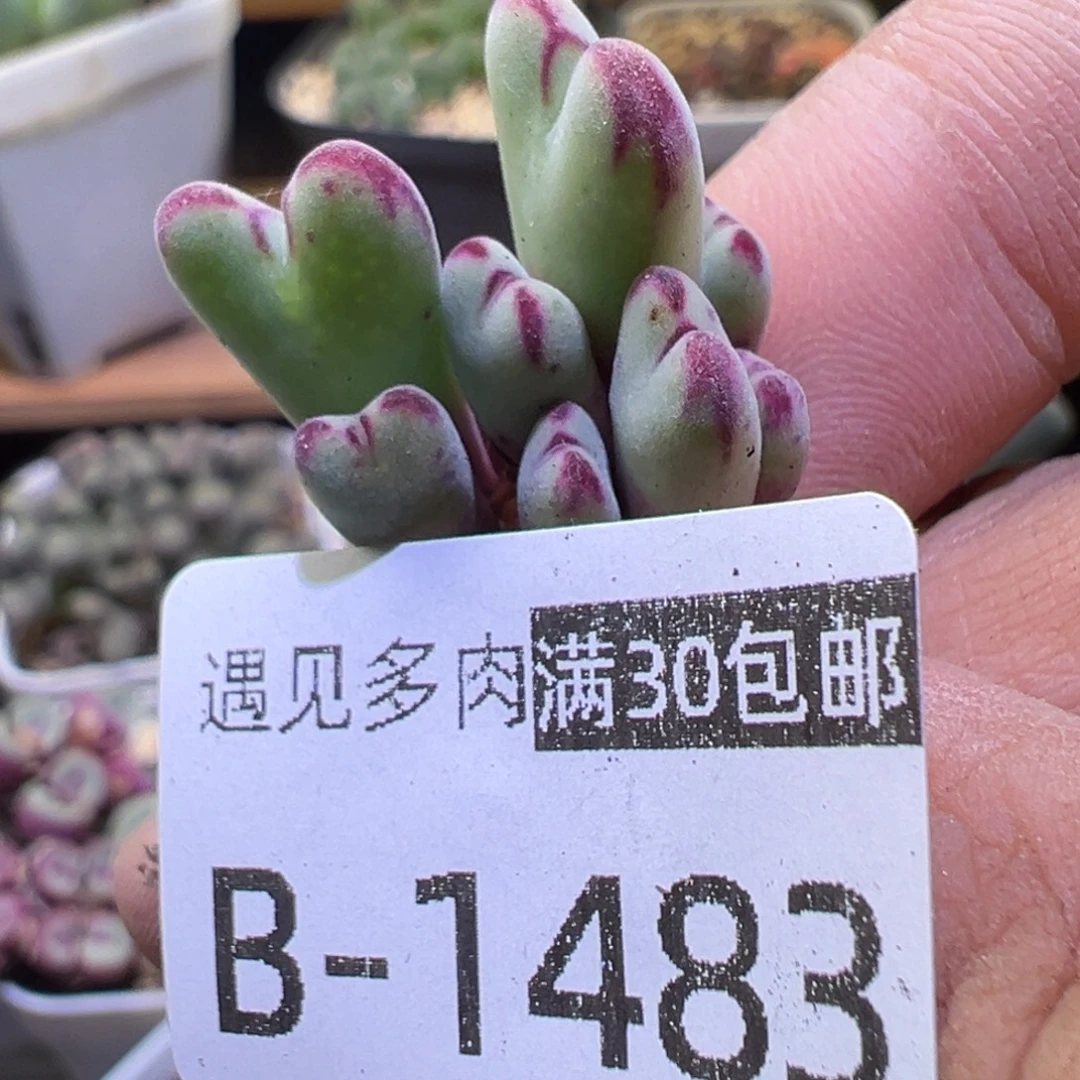 多肉植物111111111111
