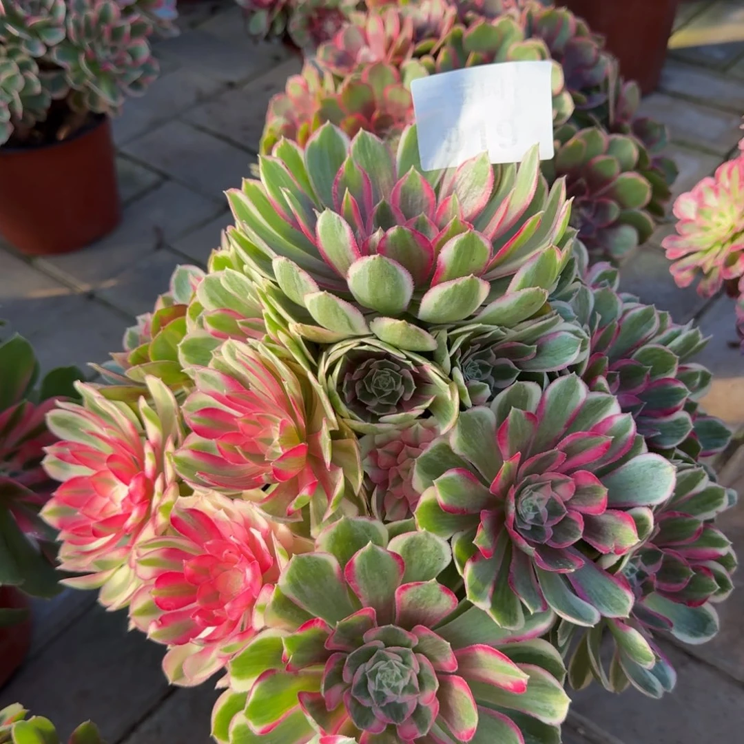 用***7多肉植物919孔雀翎