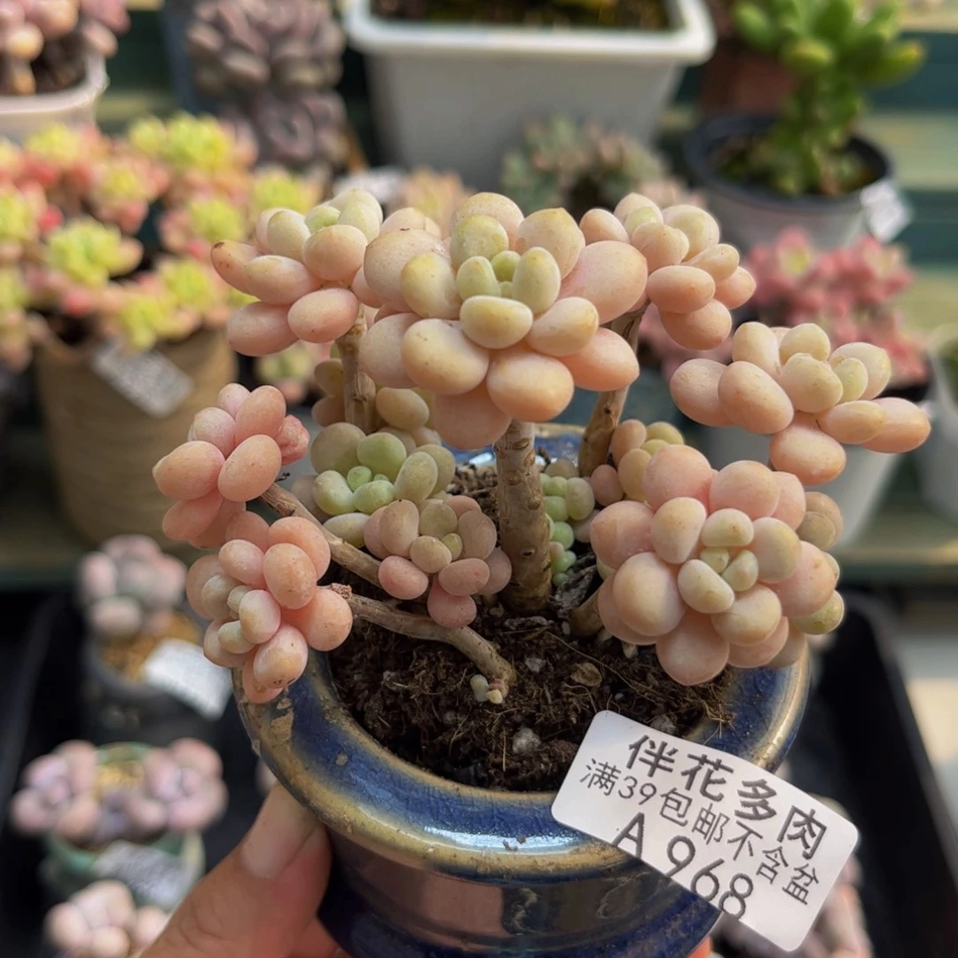 968洛可可6cm多肉