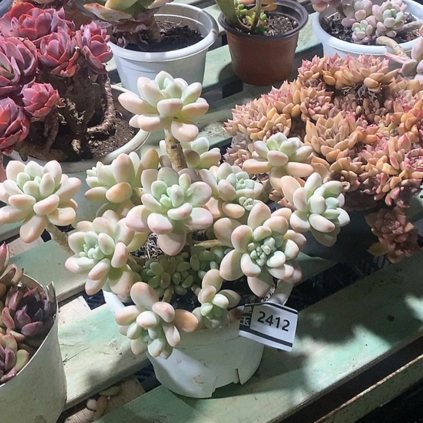 【闪购商品】香水洛神2412