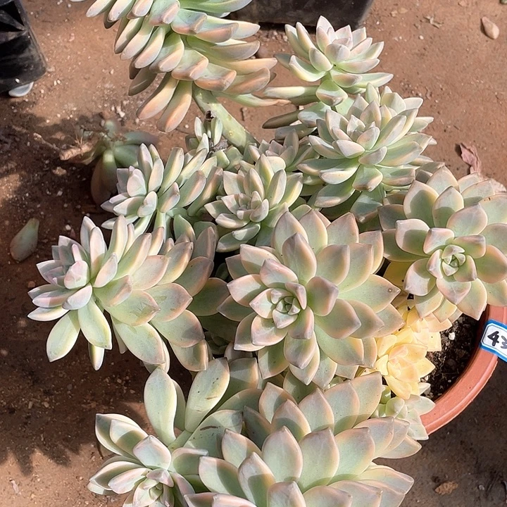 433淡雪锦 一物一拍多肉