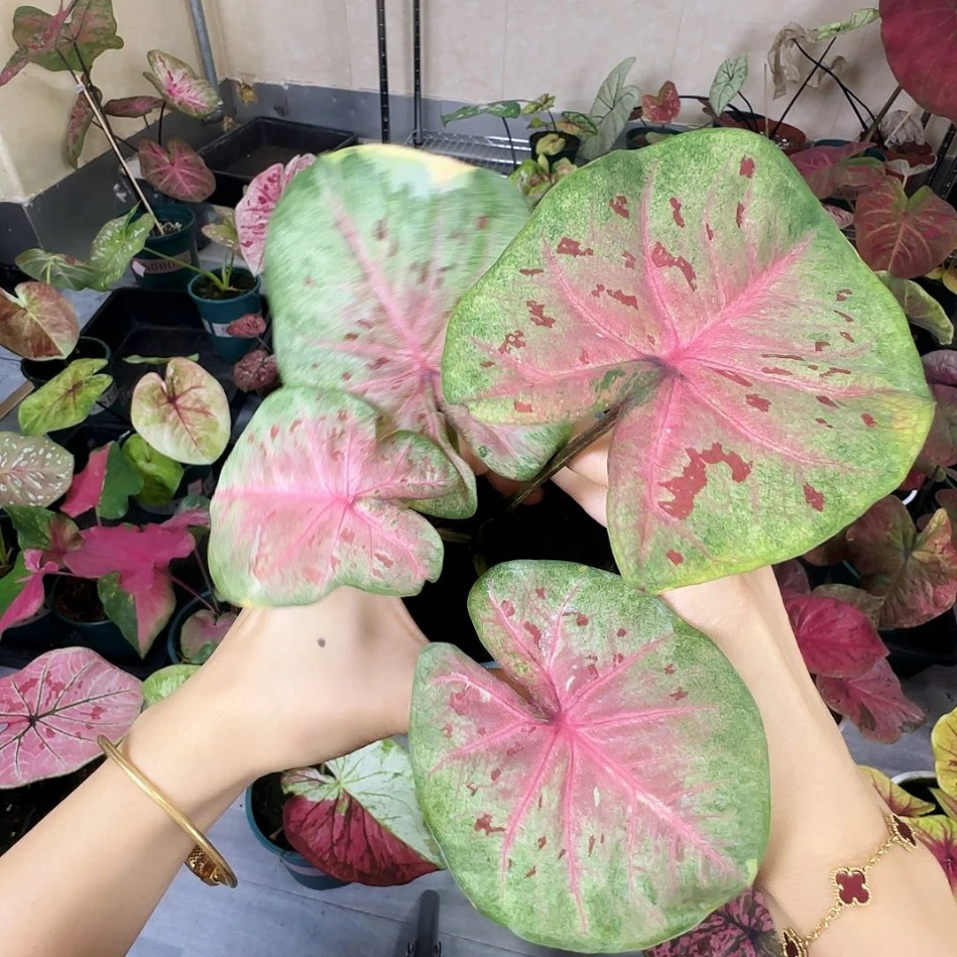 完全开放    87芭提雅