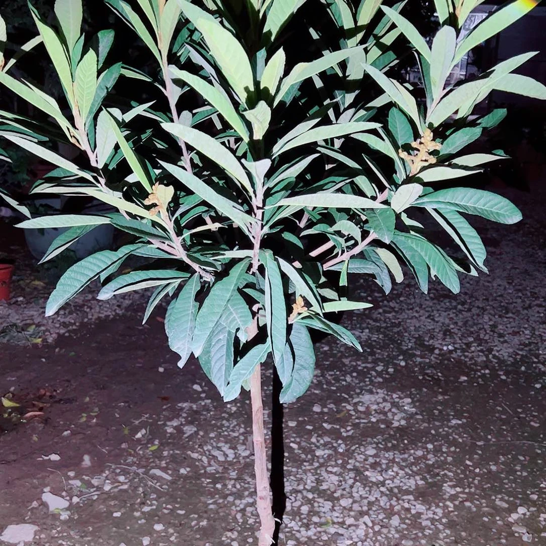 锋***歌完全开放11111111111