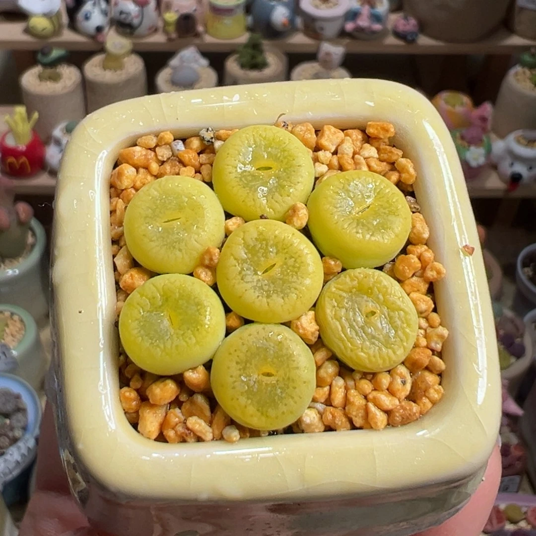 多肉植物47号绿光阳