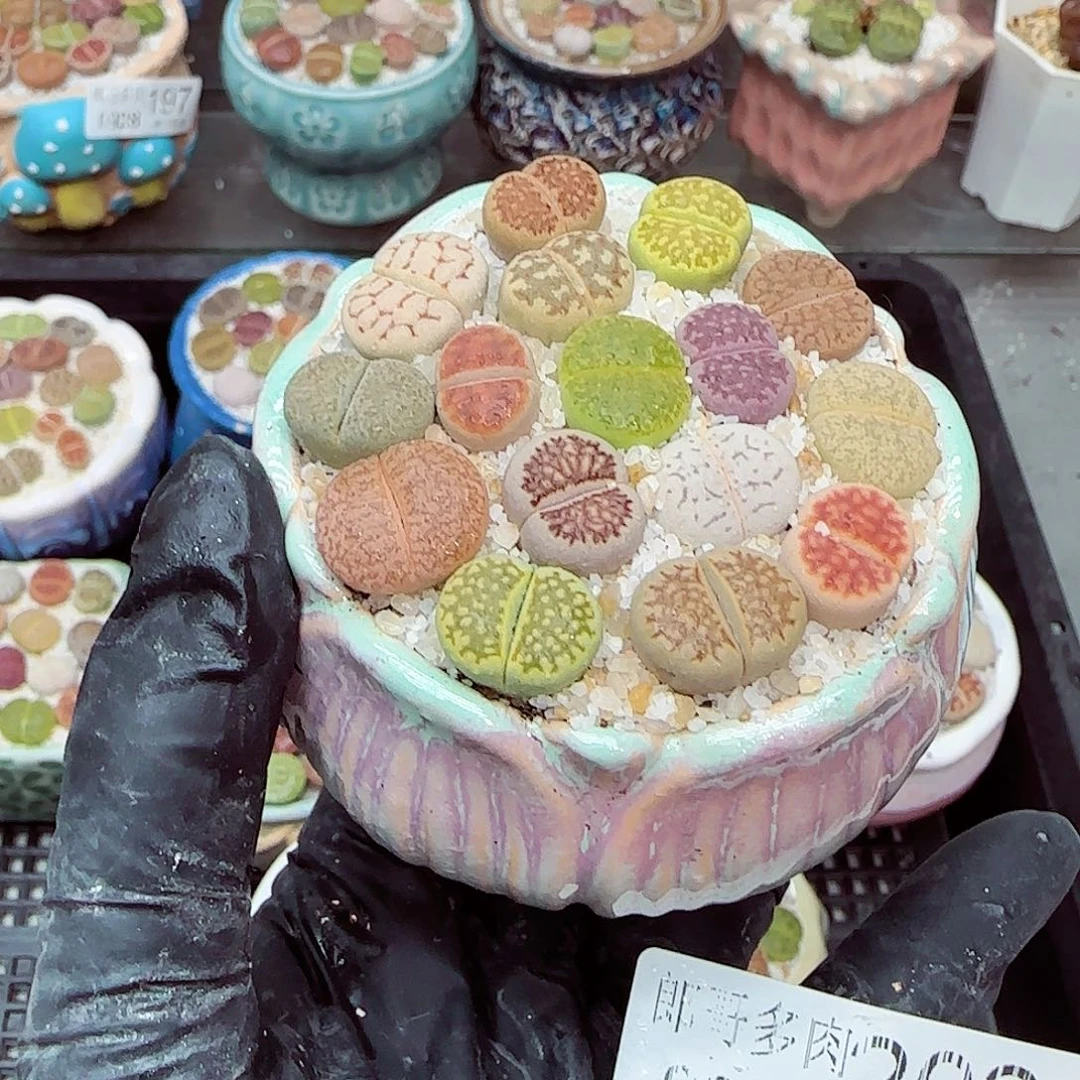生石花满18包邮0928-202