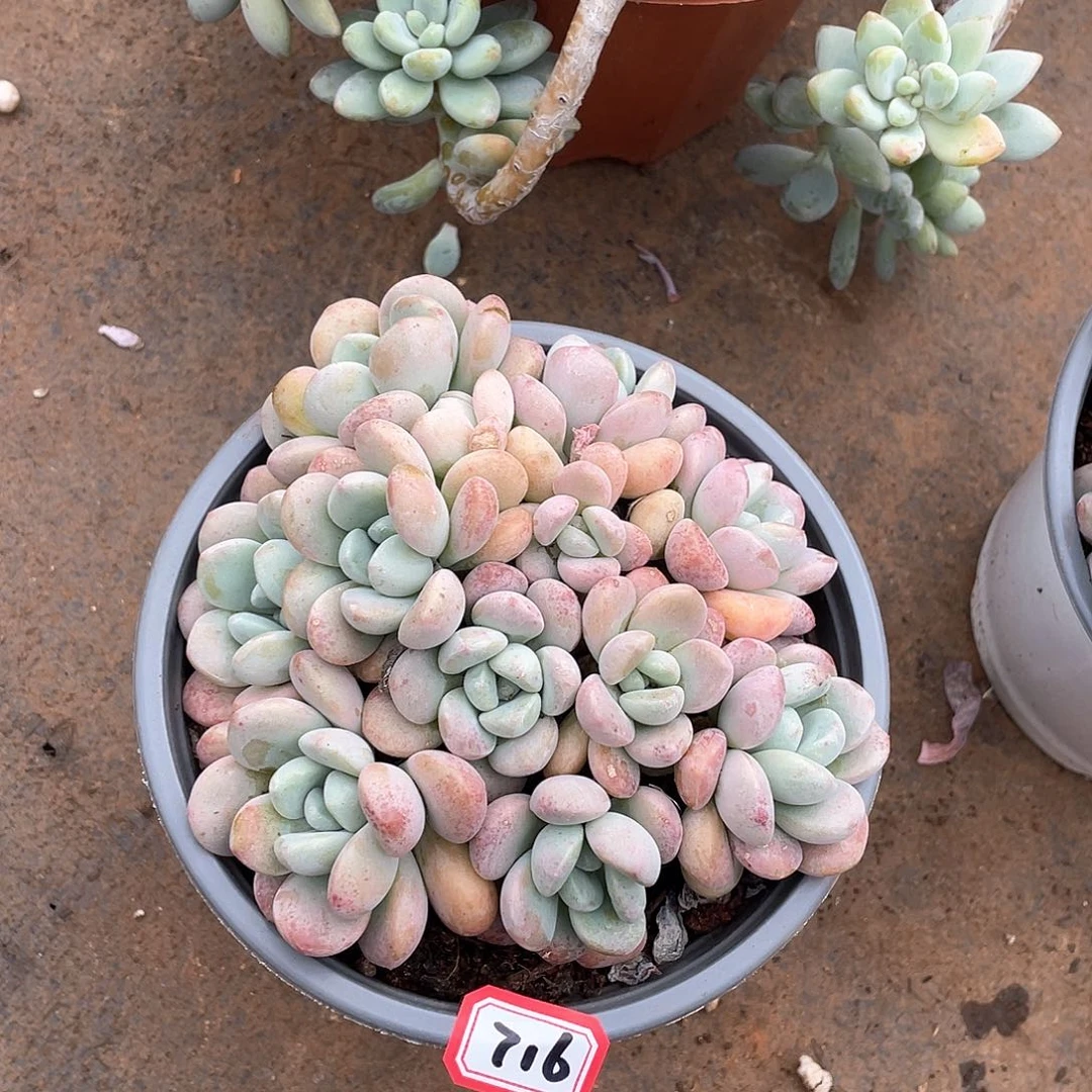 716白鹭一物一拍多肉