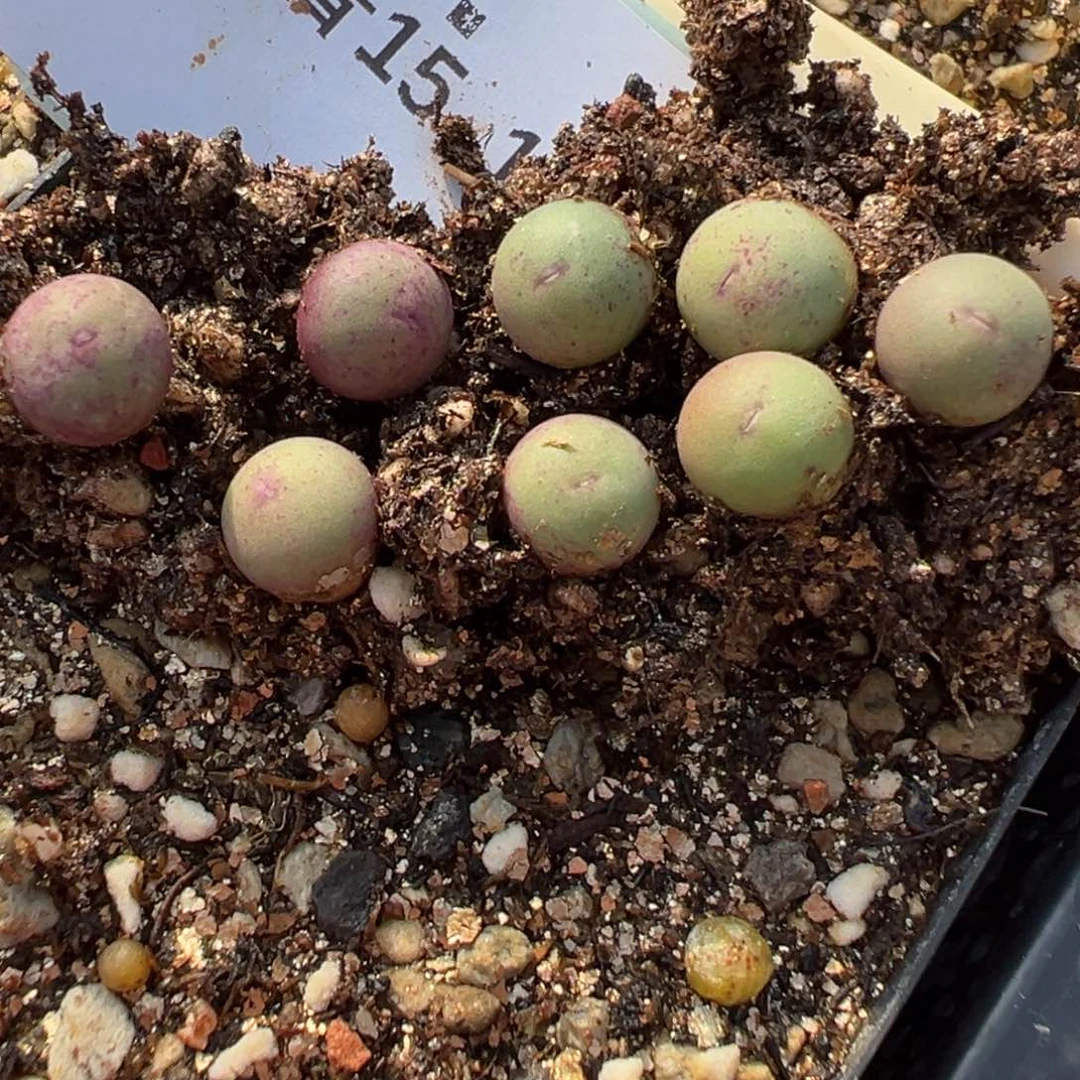 15-132量拍sb1102v嘴小苗一颗