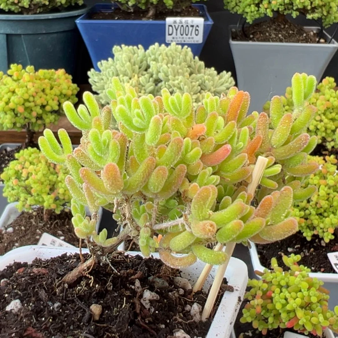 【闪购商品】dy0188飘桩冰川