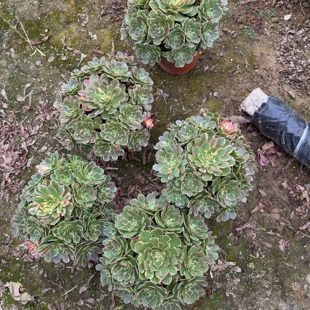 高贵一颗。多肉植物