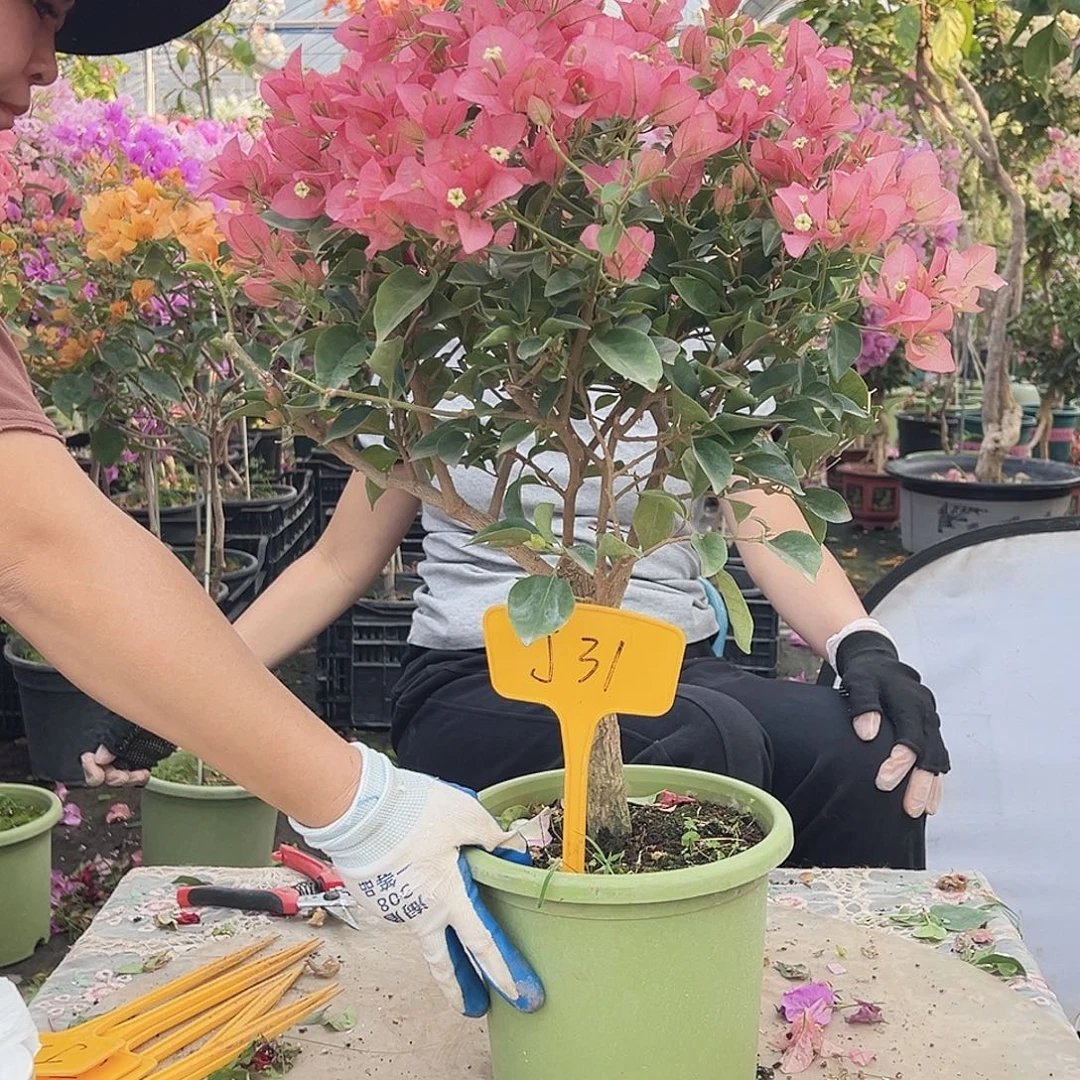 三***桃大部分花苞少量开放J31