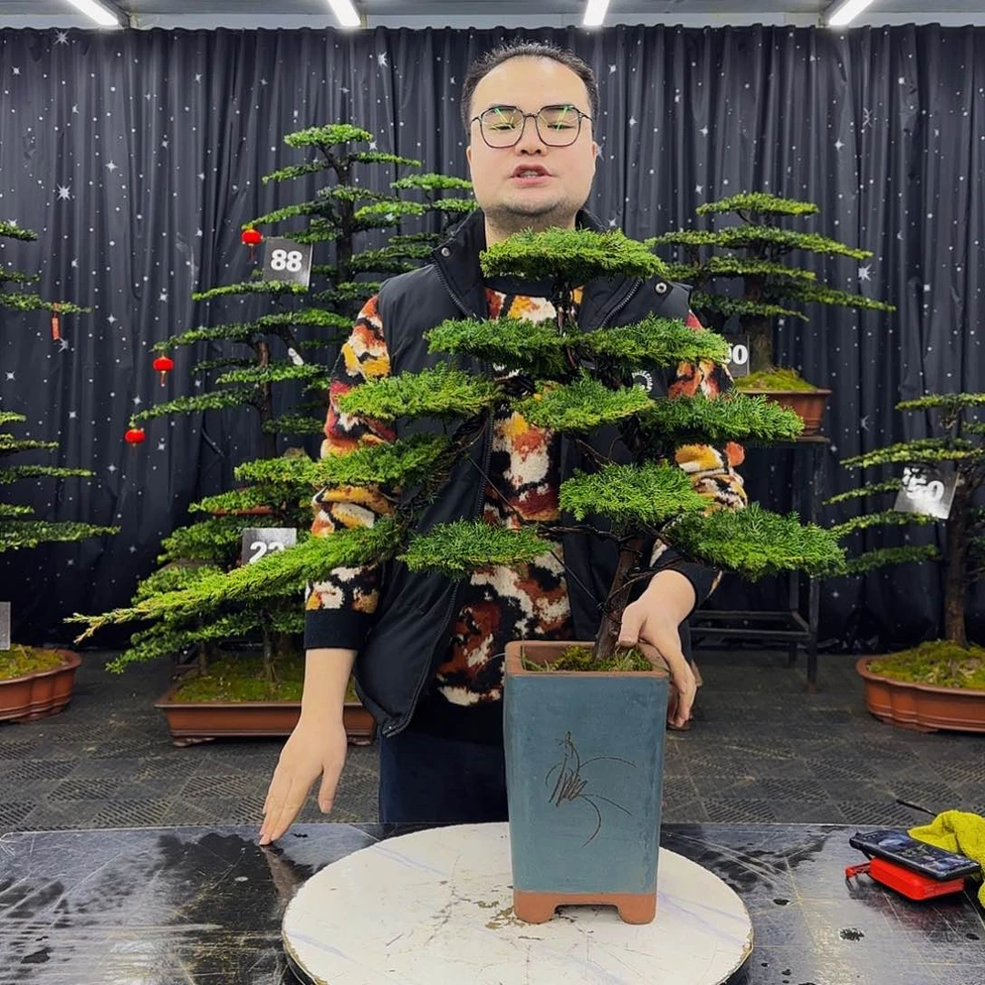 龙爪松高端造型盆景