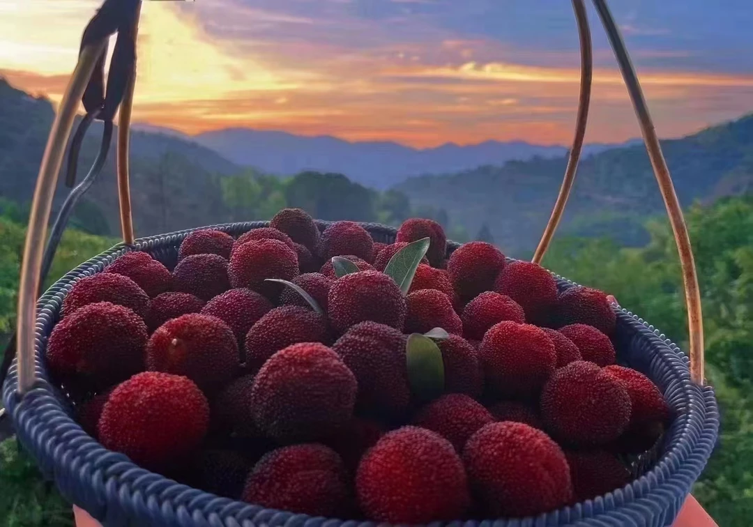 正宗浙江仙居杨梅荸荠杨梅特大果颗粒现摘饱满送礼盒新鲜水果当季