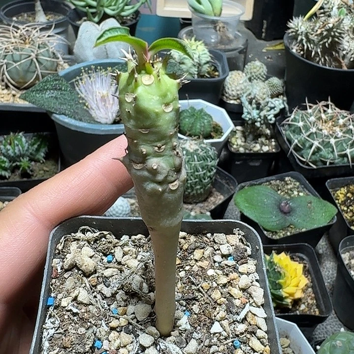 618喷火龙带盆发货
