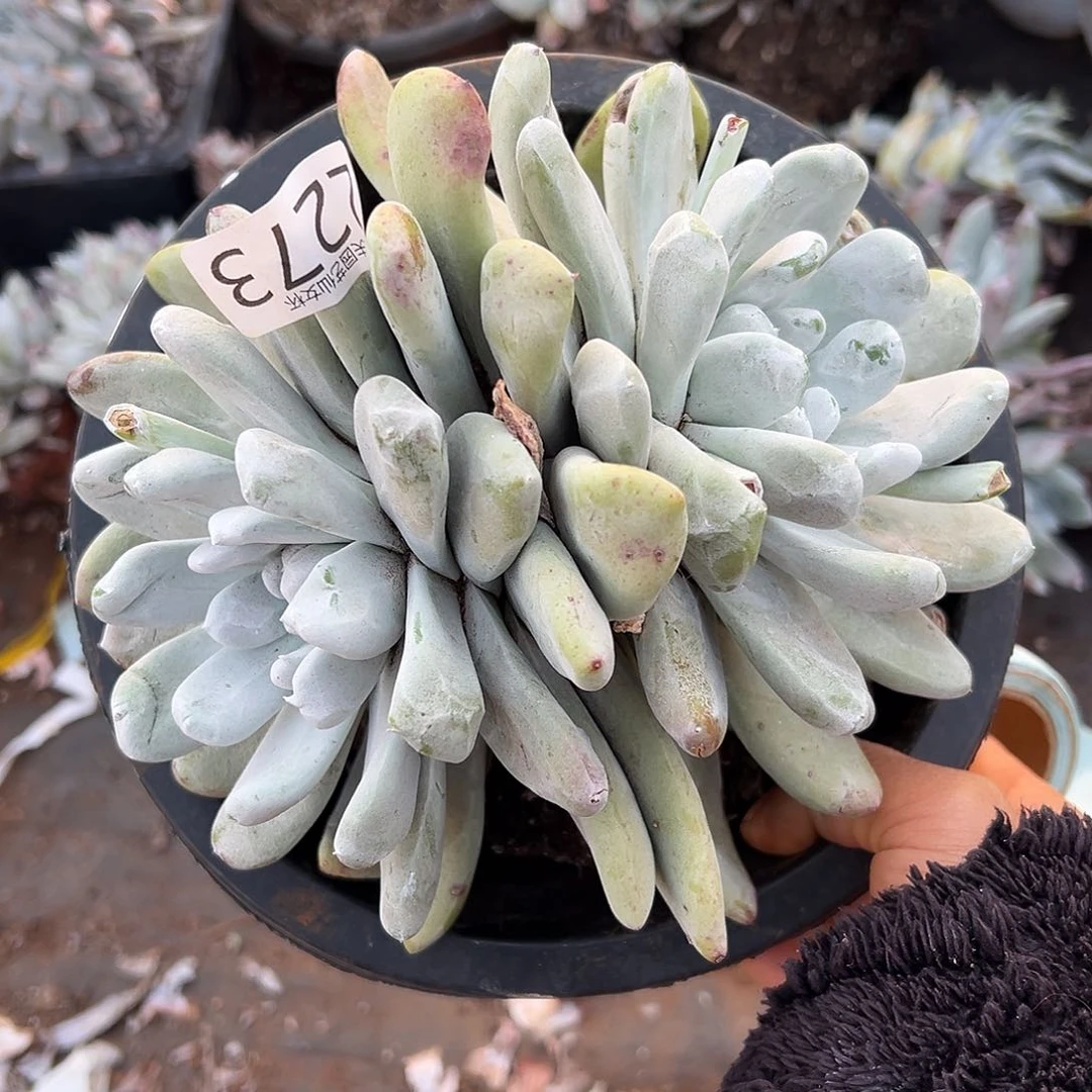 圆叶拇指帕奇飞徒仙女杯多肉。