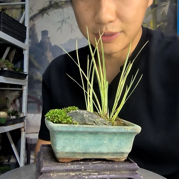 ?中青园艺一物一拍213