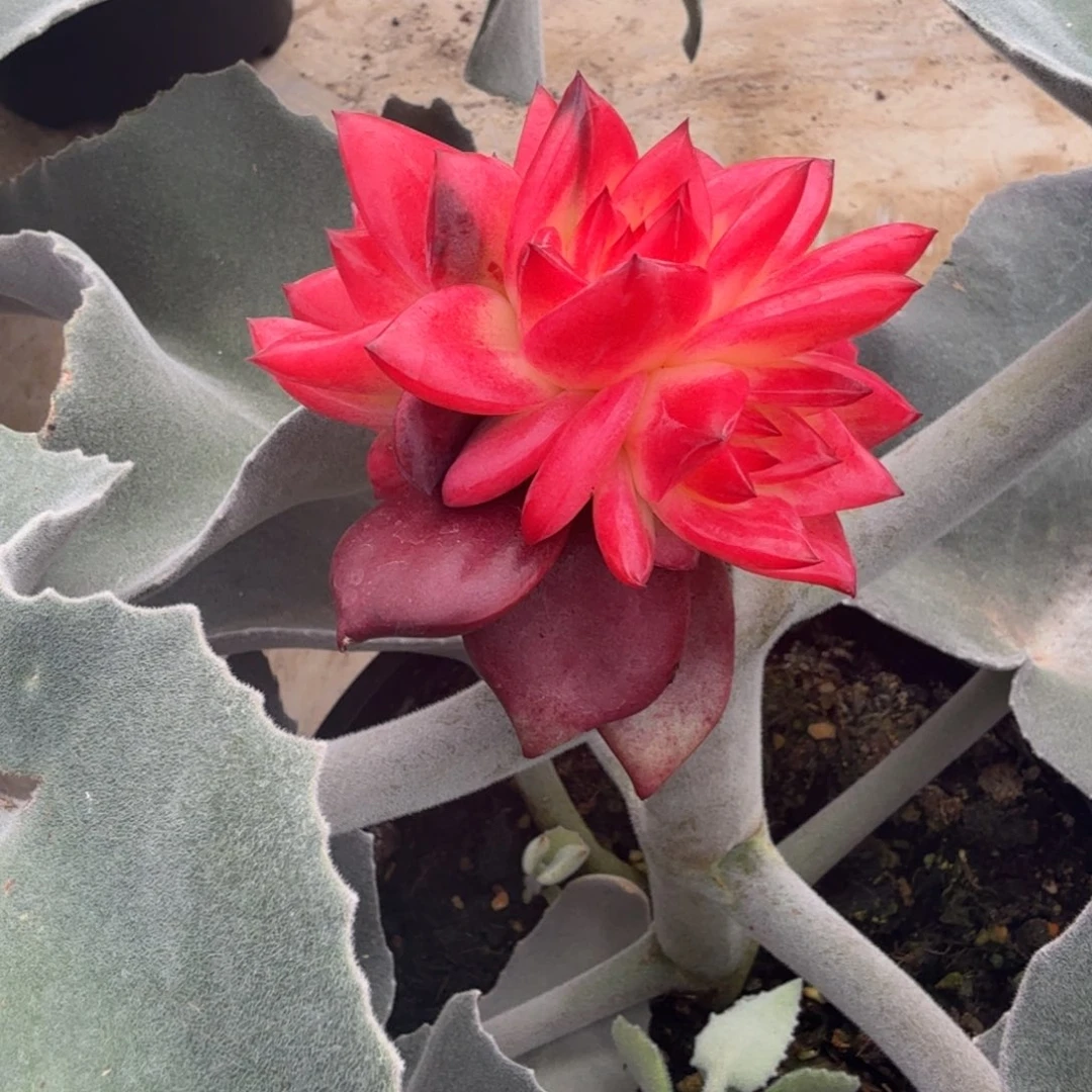 罗宾锦，多肉锦多肉