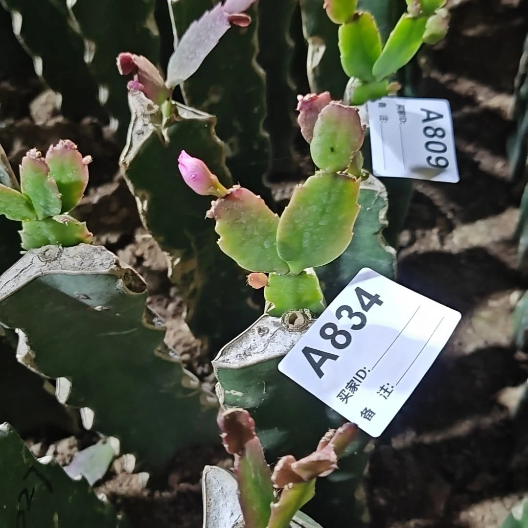 027紫重瓣脱土易掉苞芽834