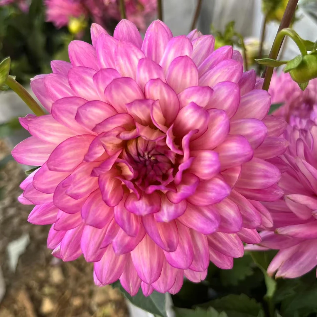 梦幻旋律大丽花盆栽大花型花卉四季开花阳台庭院观花植物