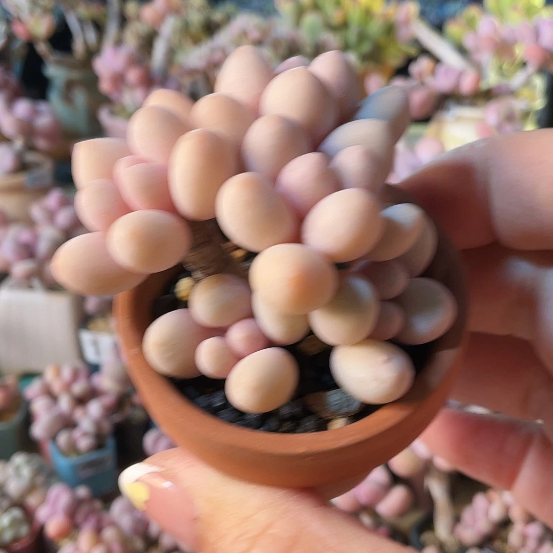 重**过多肉植物的生长发育与生长