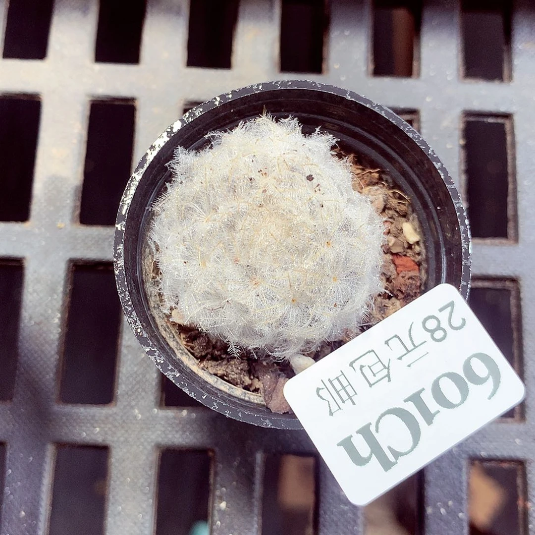 5厘米盆精控多肉601