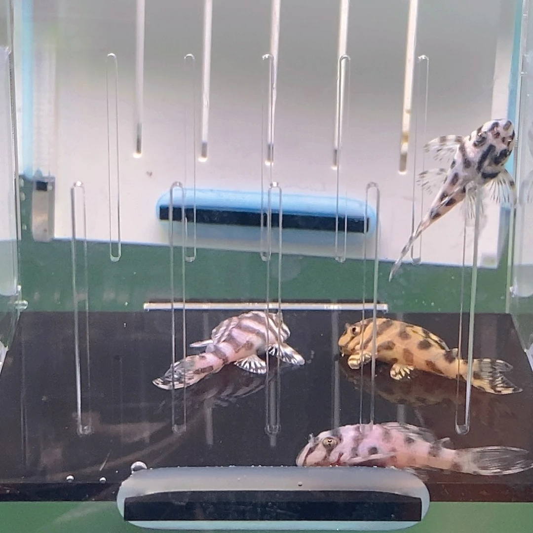 清道夫鱼236异型27号