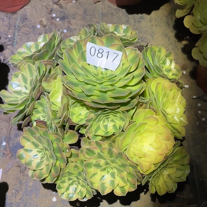 多肉植物法师817雨荷