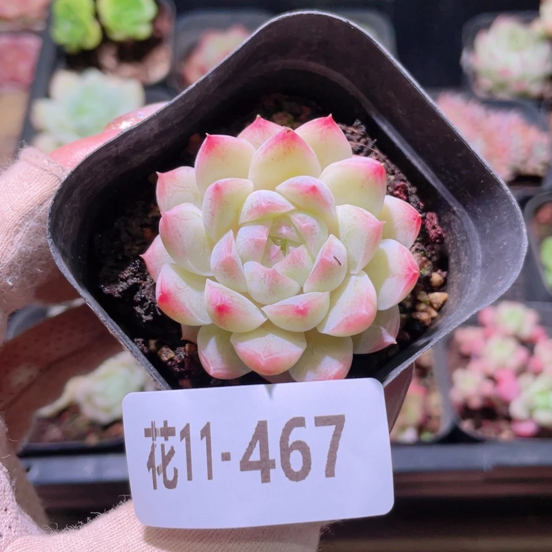 花利美11-467明月心