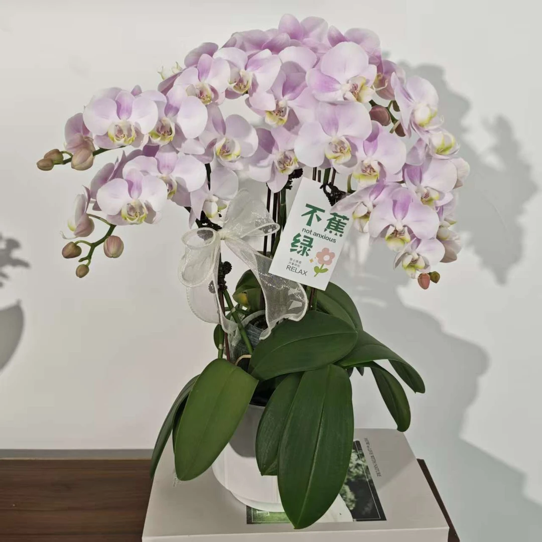 【天使】欧品蝴蝶兰粉紫色系 高端渐变色系带花带花苞