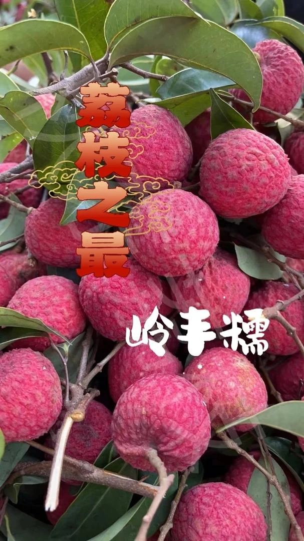 【顺丰冷链空运】东莞精品岭丰糯荔枝厚实软糯高品荔枝王爆甜汁多