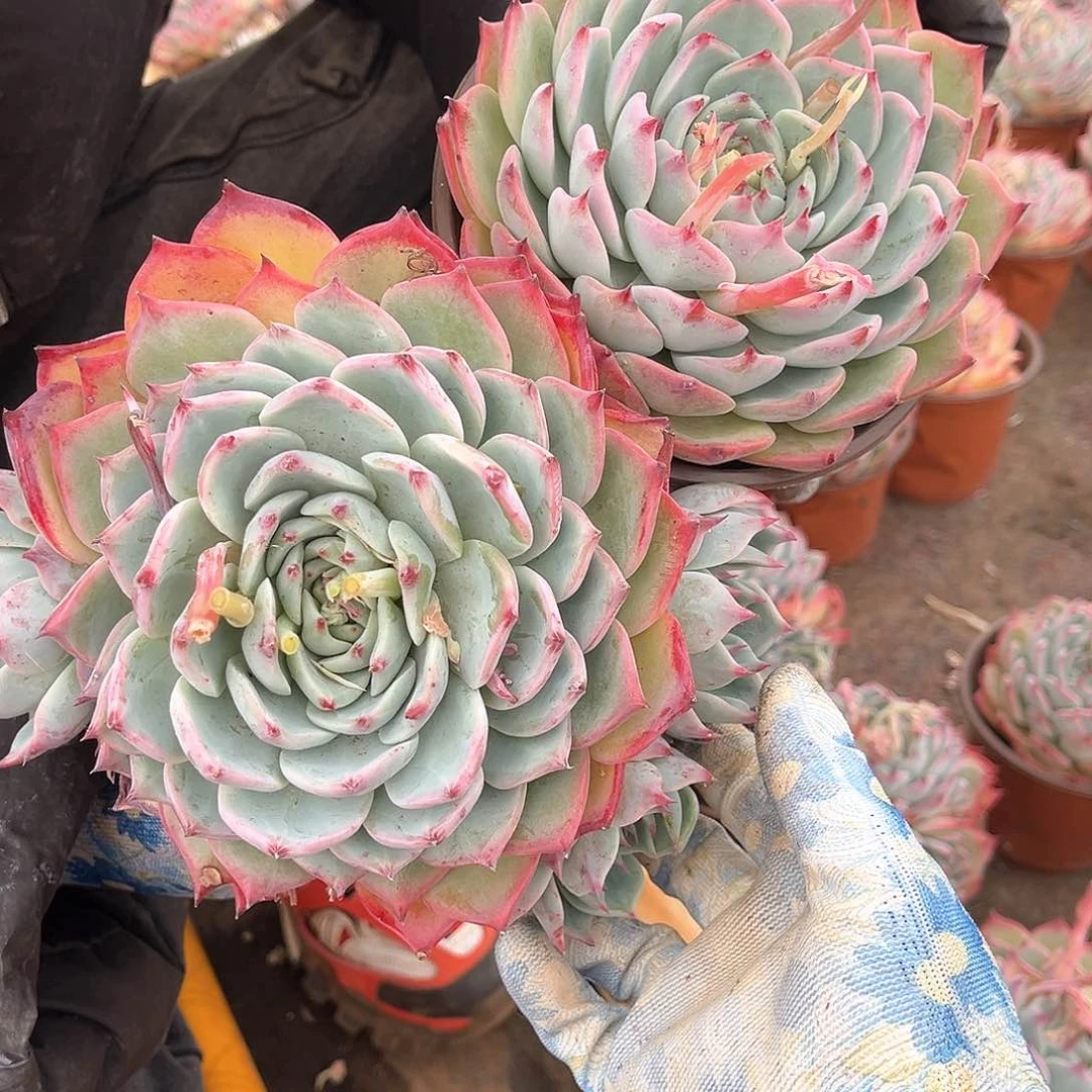 多肉植物一个群加一个单头两颗吉娃娃9.99