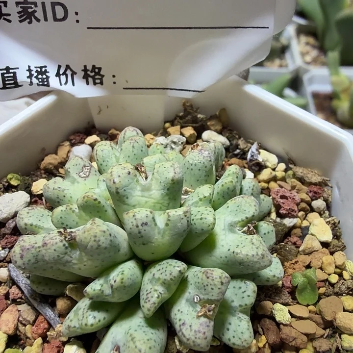 024。多肉植物的生长发育