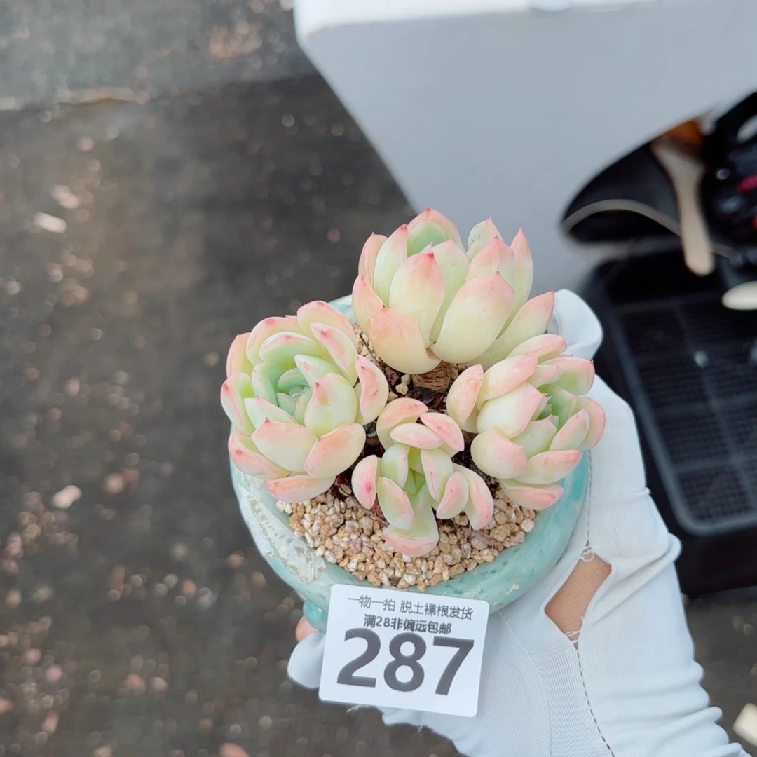 橘子冰老桩多肉多肉多肉多肉