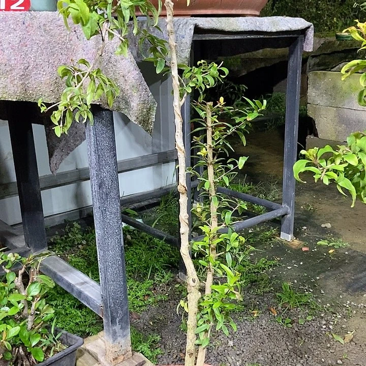 无花朵才*星开花结果