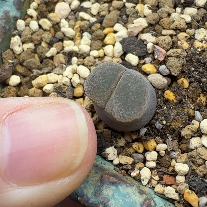 25号产地c10一物一拍