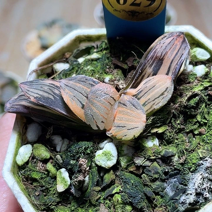 629夜想錦完美錦一物