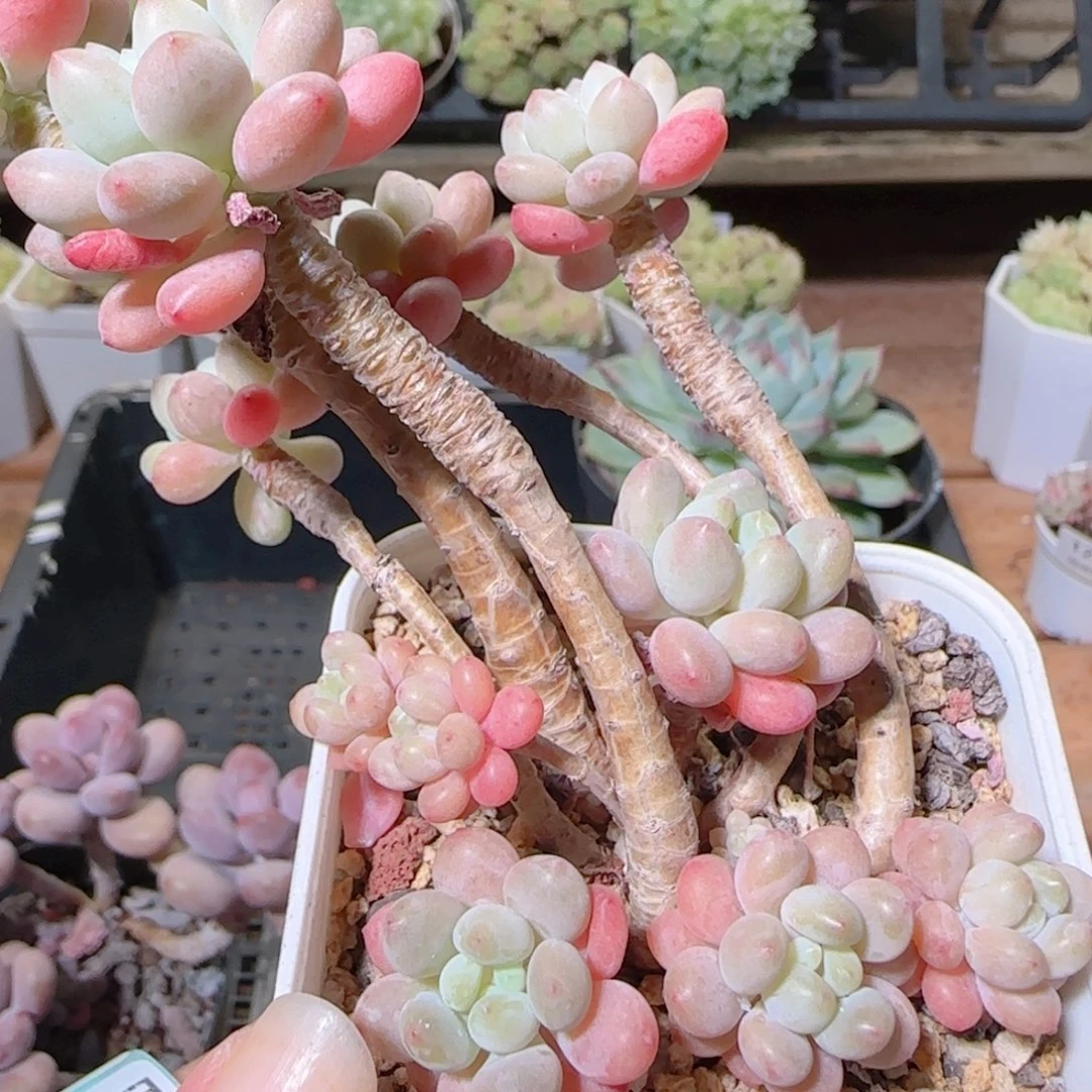 花语逸镜1023-194鱼子酱