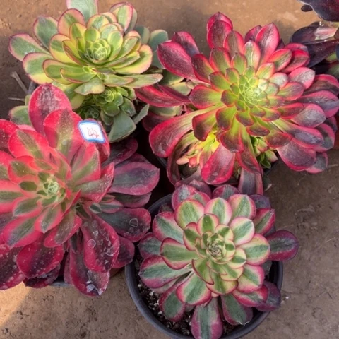 433多肉植物组合