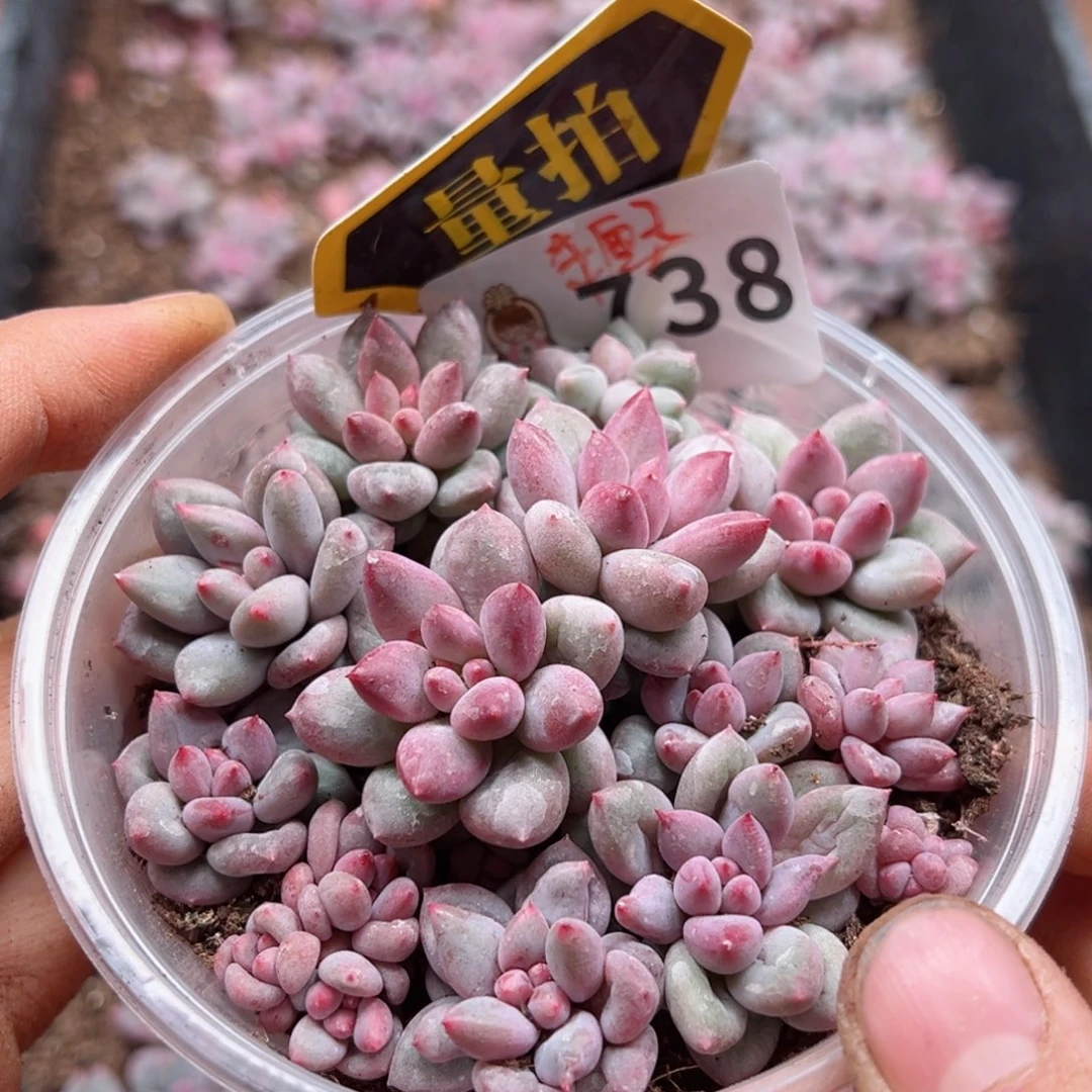 多肉植物多肉植物