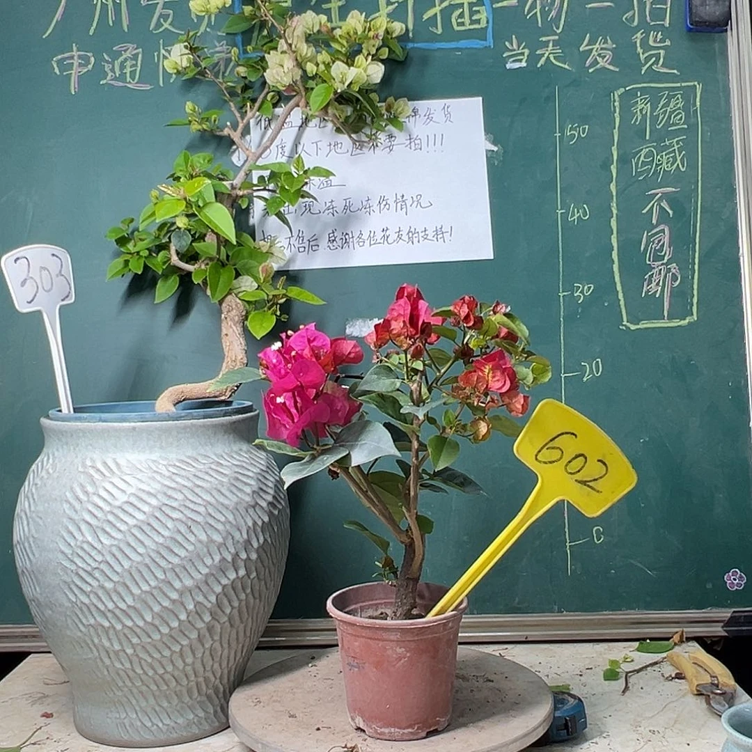 完全开放印度画报 602