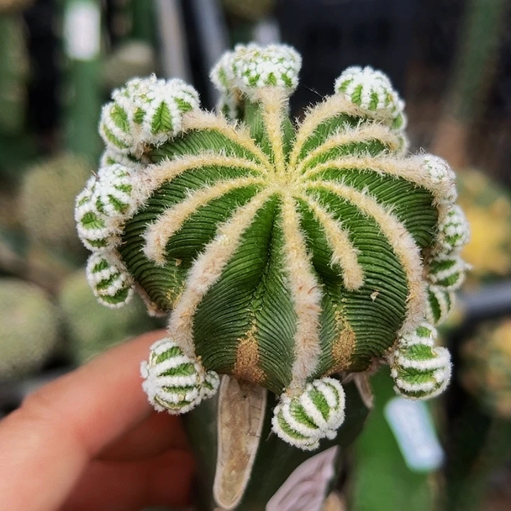 无花朵福利辛顿花笼群788
