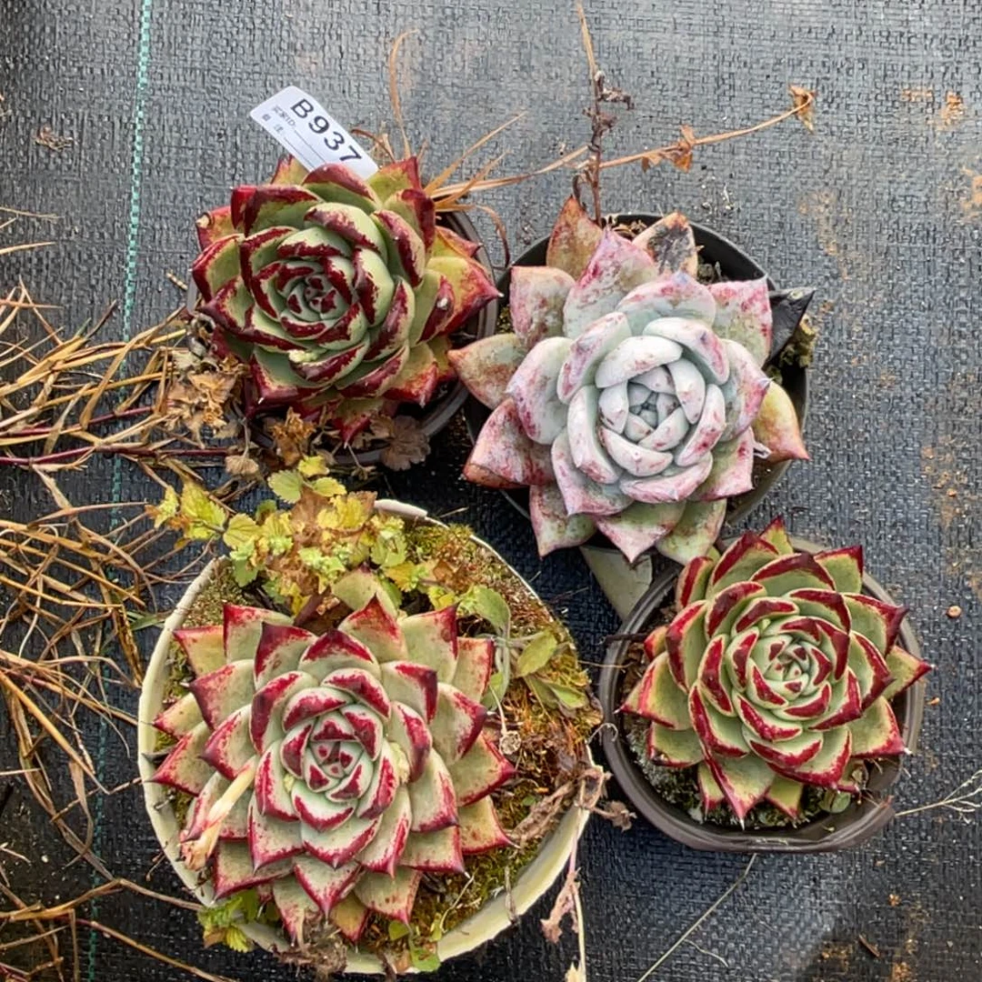 无花朵若如东云组拍B937