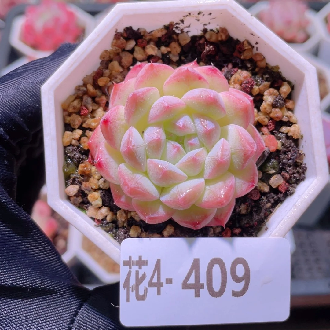 花利美4-409白桃汽水